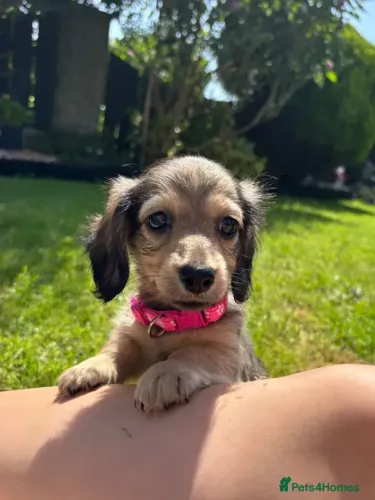 Bebezinho dachshund/teckel/basset/salsicha/cofap olhos claros e saudável