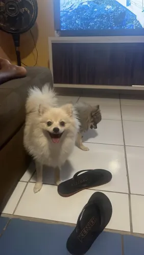 Spitz alemão