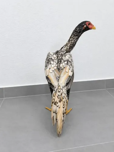 Franga índia maravilhosa