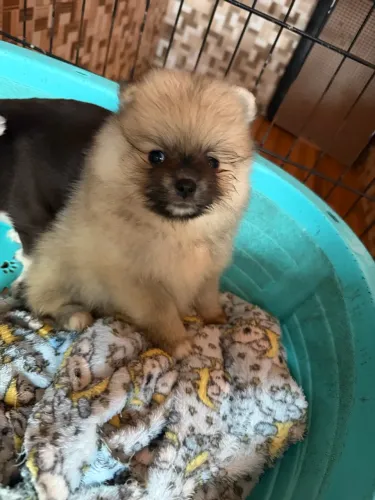 Lulu da pomerânio