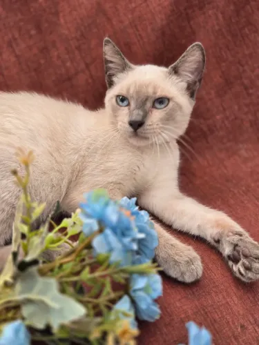 Adoção responsável 