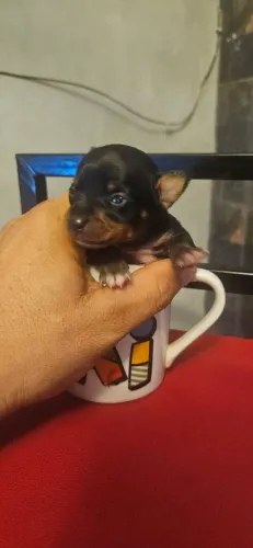 Pinscher fêmea 00