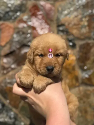 Golden Retriever,Golden Retriever Filhote Disponível Alta Qualidade