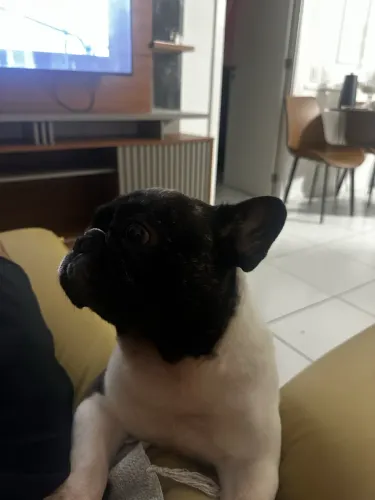 Procuro enamorada