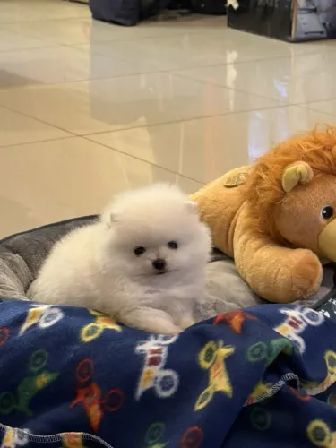 Bebês de Spitz Alemão lindos anãos