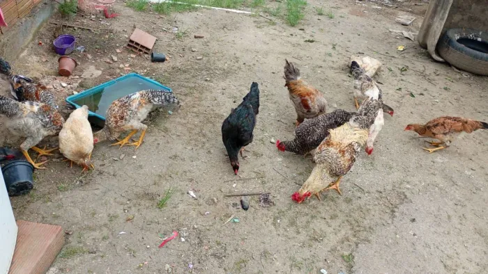 Vende seum lote de galinhas caipira 