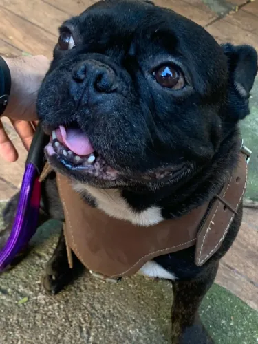 Vendo buldogue francês macho - passo cartão