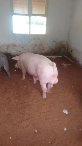 Porcos