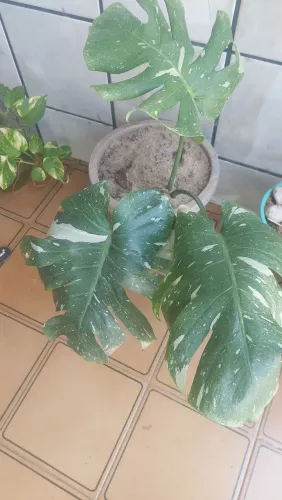 Plantas naturais