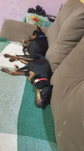 Pinscher