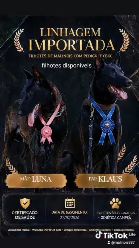 Pastor belga de malinois