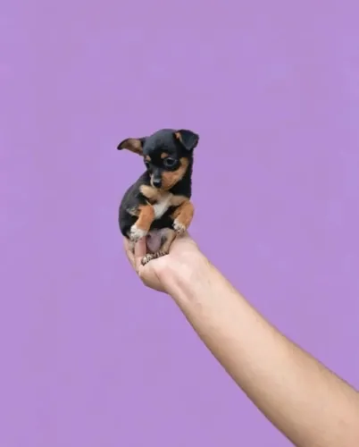 Pinscher adorável