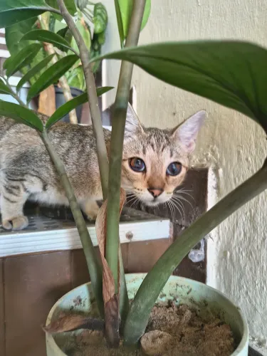 Adoção responsável - gata