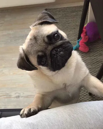 Filhote Pug, Leve para casa um pacotinho de amor e fofura!