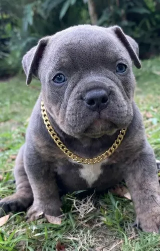 American bully a partir de 2499