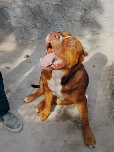 Filhote de Braziílian bull