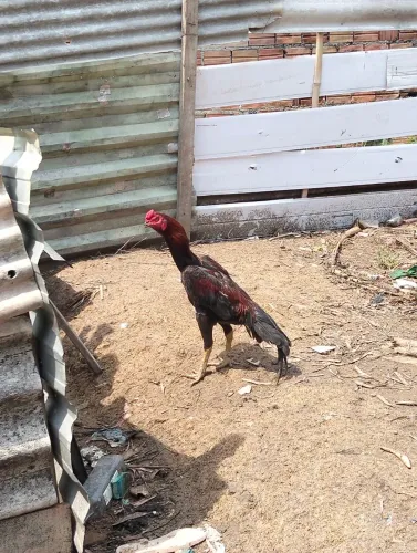 Vendo esse frango carioca