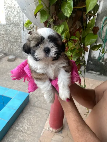Vende-se cachorro da raça shitszu 