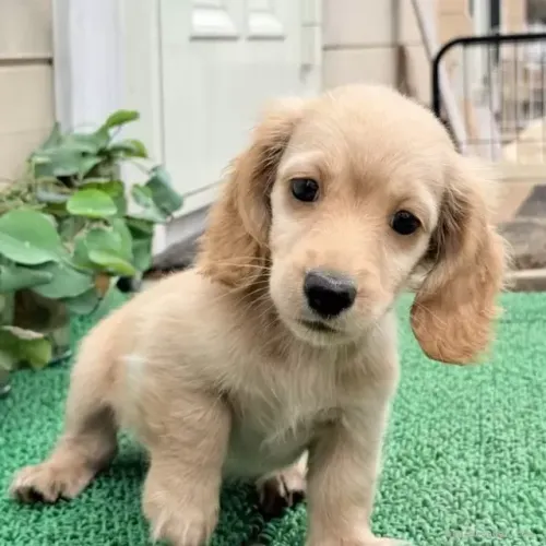 Filhotinhos dachshund/teckel/basset/salsicha/cofap de linhagem selecionada