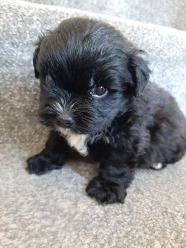 Filhotes de Shih Tzu | Afeto sem limites.