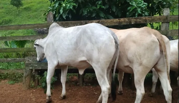 GADO A VENDA