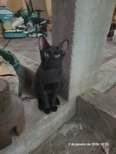 Gato para adoção