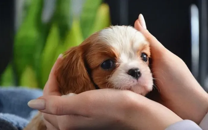 Cavalier king- Qualidade que Acompanha Toda a Vida