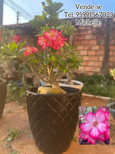 Rosa