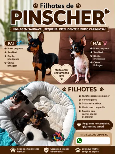 Pinscher 1