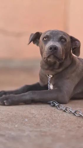 Filhote de Pit Bull