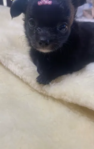 Chihuahuas com pelos poderosos
