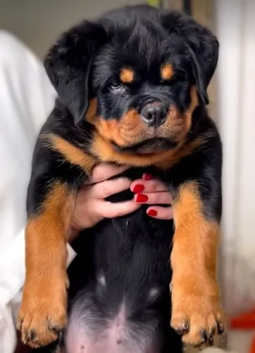 FILHOTES DE ROTTWEILER À VENDA