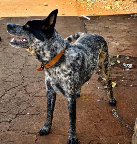 Doação de cachorra da raça Blue Heeler