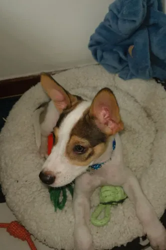 Cachorro filhote para doação dócil gosta de brincar e morder