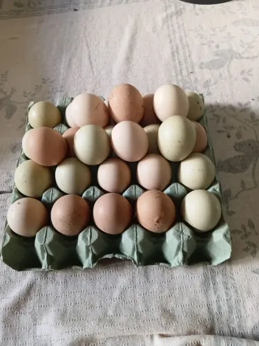 Ovos de galinha sertaneja balão 
