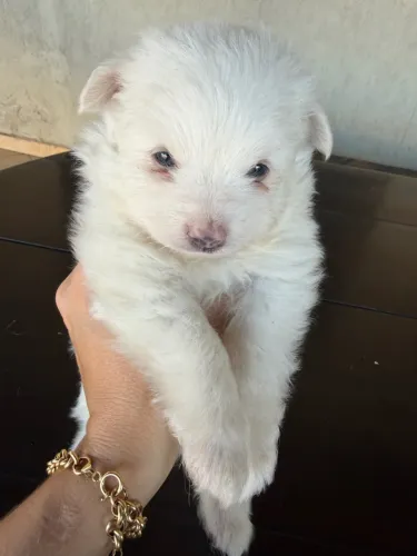 Spitz alemão