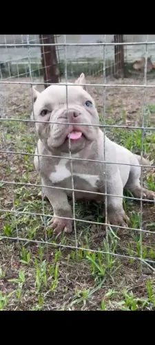American Bully micro