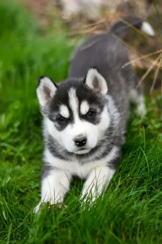 Husky siberiano Seu novo xodó pode estar te esperando agora