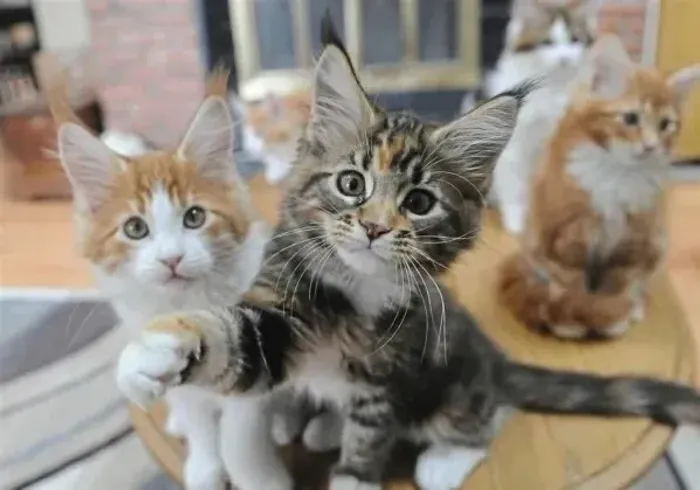 Maine Coon Lindas Femeas