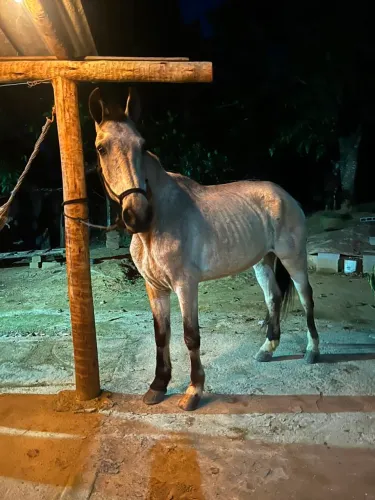 Cavalo