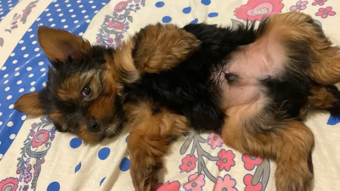 Filhotes yorkshire 2 meses