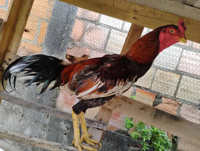 Galo