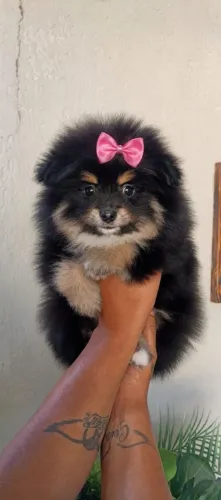 Spitz fêmea com 3 meses