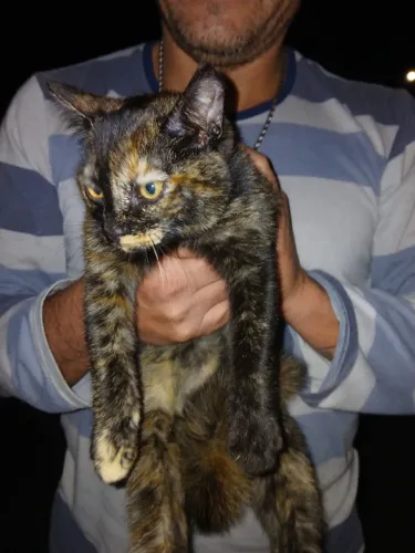 Doa se essa gatinha *