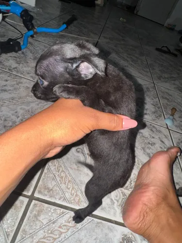 Vendo cachorro Pinscher