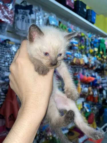 Adoção responsável ajudamos com a castração 