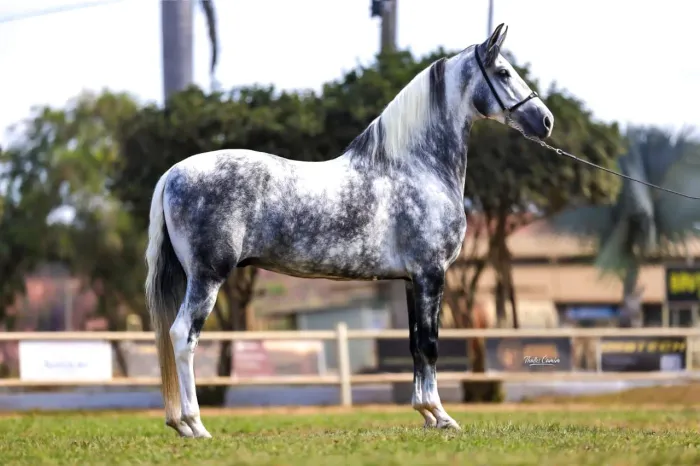 Cavalo marcha batida