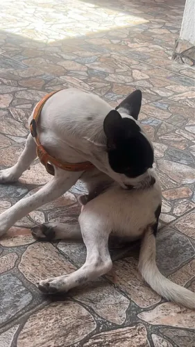 Cachorro
