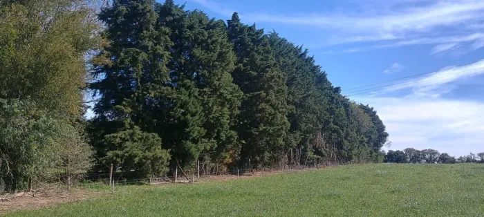 Cipreste pinus