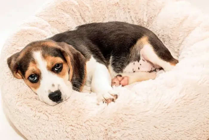 Filhote de Beagle O Parceiro Ideal Para Quem Ama Aventuras